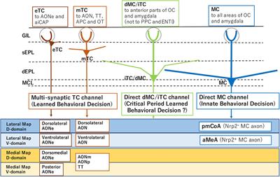 Processing of Odor Information During the Respiratory Cycle in Mice